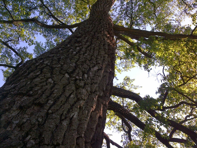 Medal of Honor Historic Tree